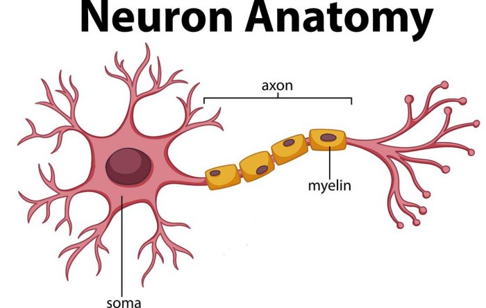 Brain synapse synapses neurons different human model via memory blausen many wikimedia various sites important