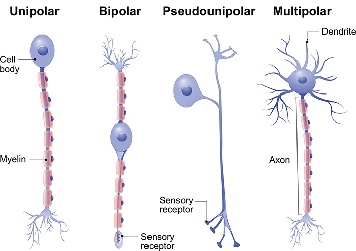 How many neurons are in the brain